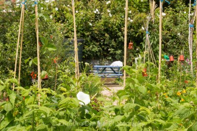 Allotment 3rd july 2014 lores-9355
